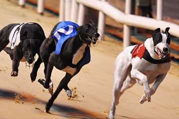 Greyhound racing speeds ahead of schedule