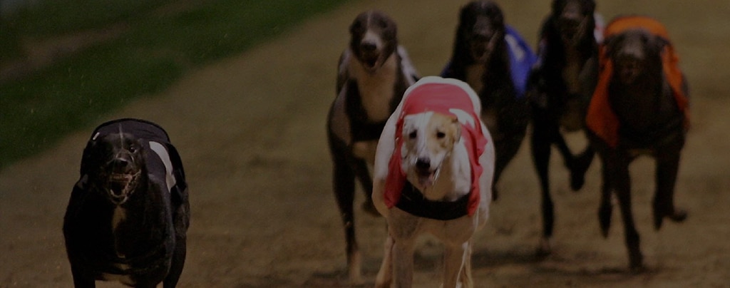 SIS signs new long-term deal with bet365 for full greyhound racing service